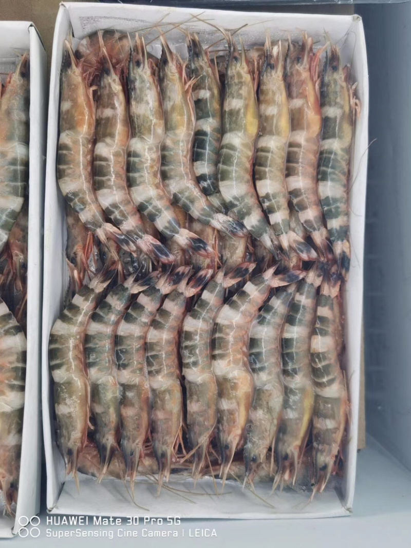 竹节虾/猫虎虾规格全质量保证今年新货
