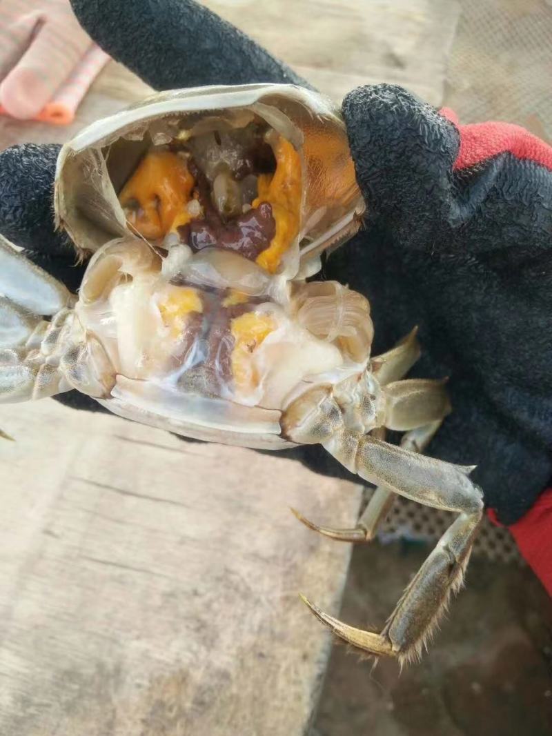 肥肥的黄河口大闸蟹欢迎定购