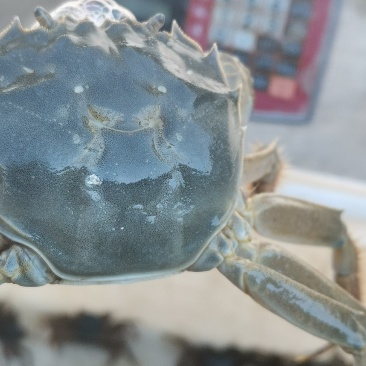 肥肥的黄河口大闸蟹欢迎定购