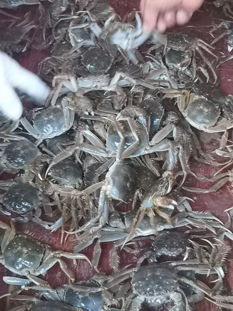肥肥的黄河口大闸蟹欢迎定购