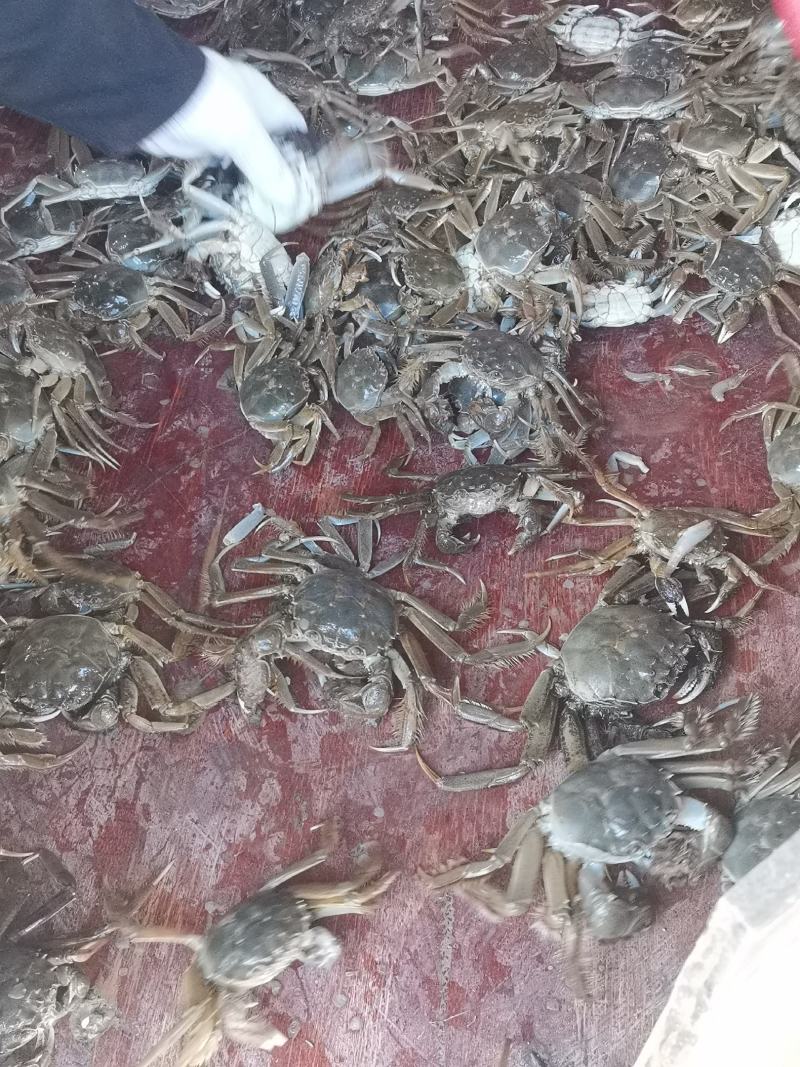 肥肥的黄河口大闸蟹欢迎定购