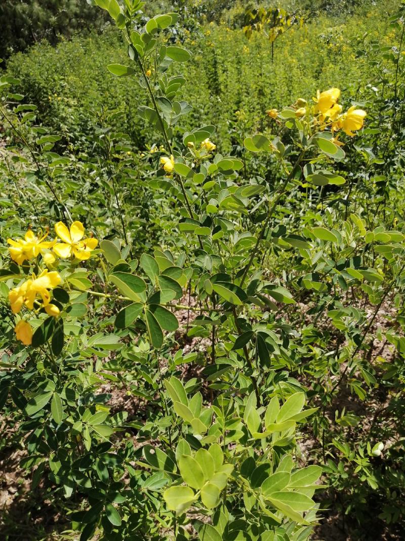 黄花槐黄花槐苗黄花槐小苗基地大量供货