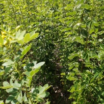 黄花槐黄花槐苗黄花槐小苗基地大量供货