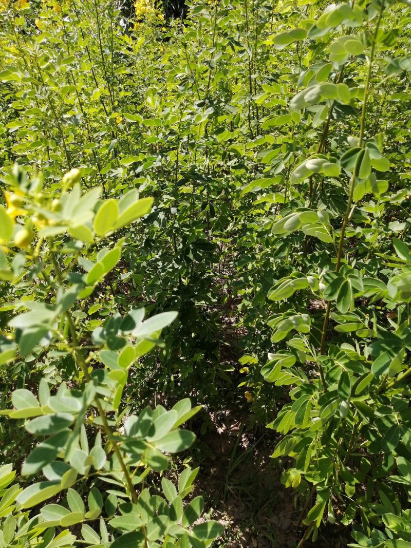 黄花槐黄花槐苗黄花槐小苗基地大量供货