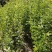 黄花槐黄花槐苗黄花槐小苗基地大量供货