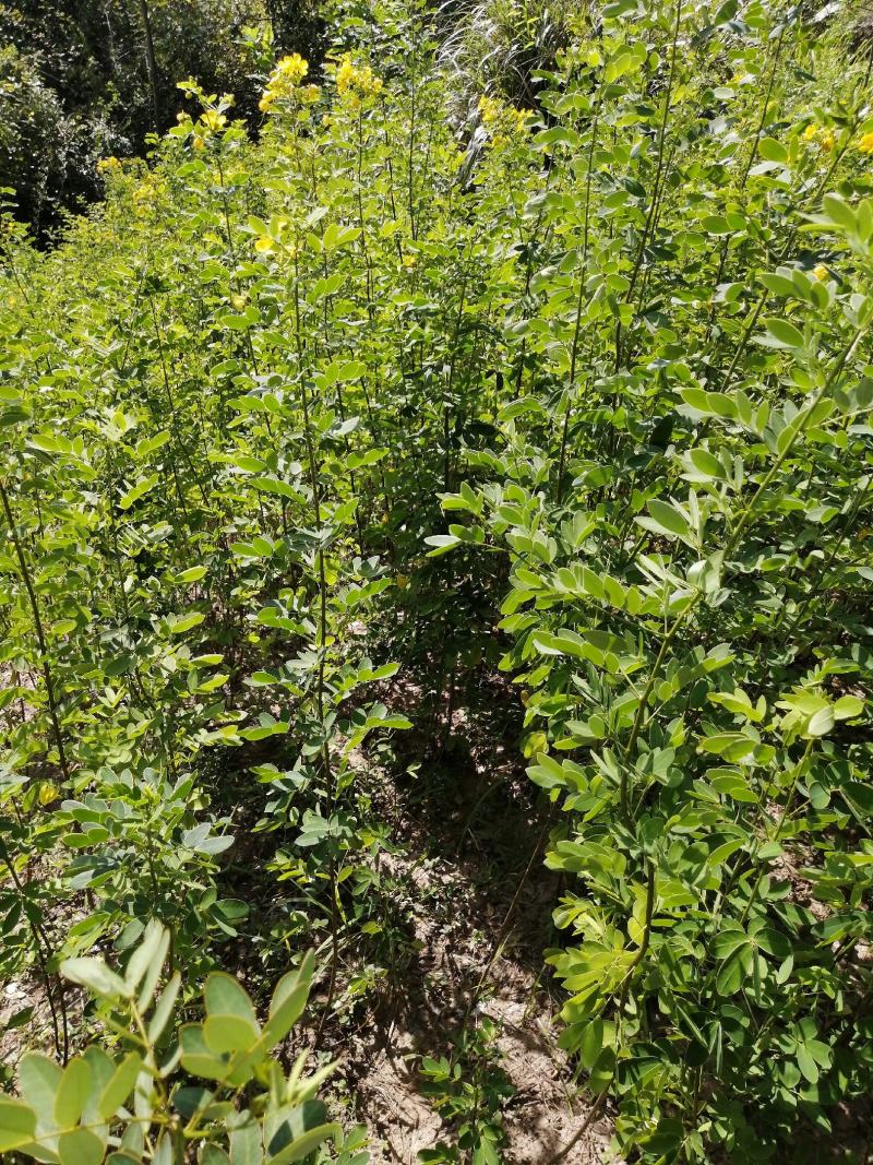 黄花槐黄花槐苗黄花槐小苗基地大量供货