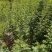 黄花槐黄花槐苗黄花槐小苗基地大量供货