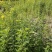 黄花槐黄花槐苗黄花槐树苗黄花槐小苗苗圃直供