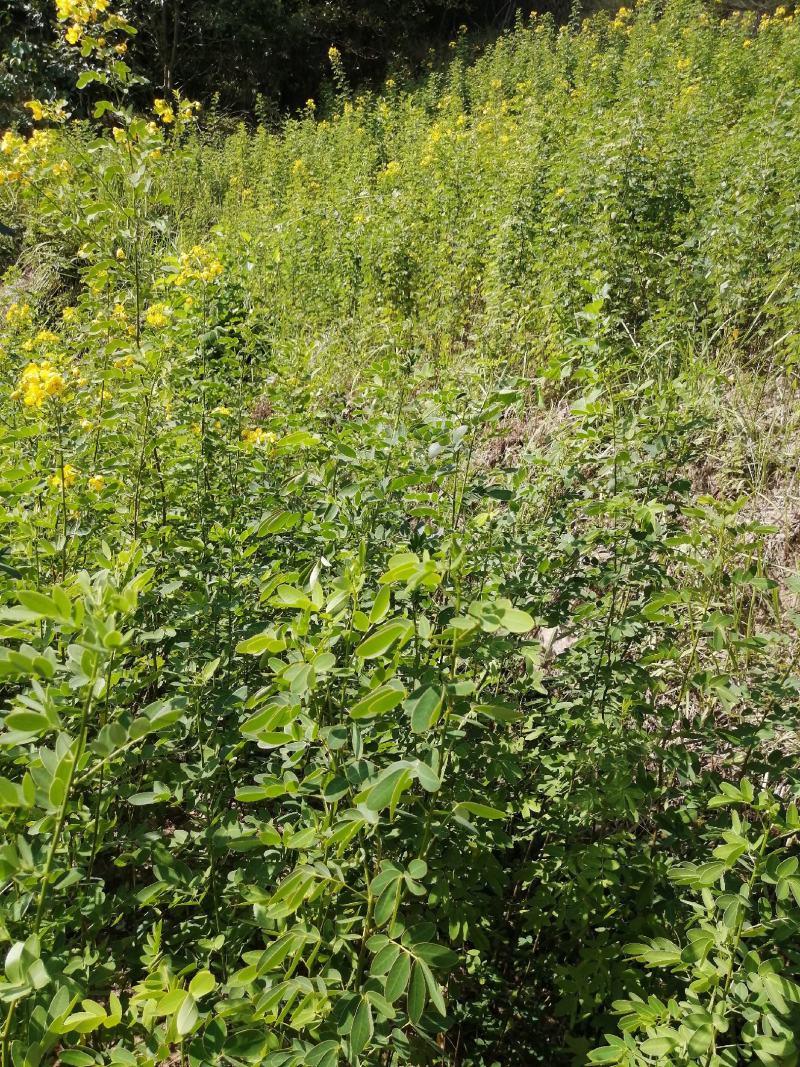 黄花槐黄花槐苗黄花槐树苗黄花槐小苗苗圃直供