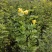 黄花槐黄花槐苗黄花槐树苗黄花槐小苗苗圃直供