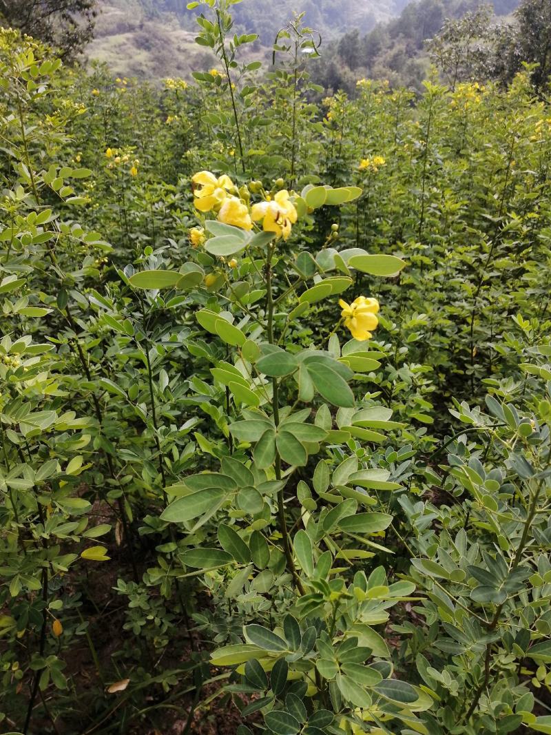 黄花槐黄花槐苗黄花槐树苗黄花槐小苗苗圃直供