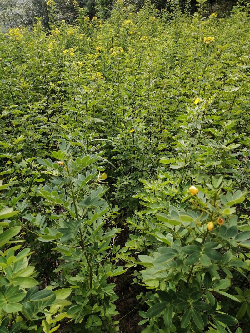 黄花槐黄花槐苗黄花槐树苗黄花槐小苗苗圃直供