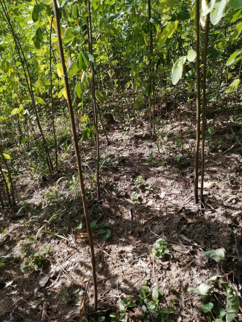 黄花槐黄花槐苗黄花槐树苗黄花槐小苗苗圃直供