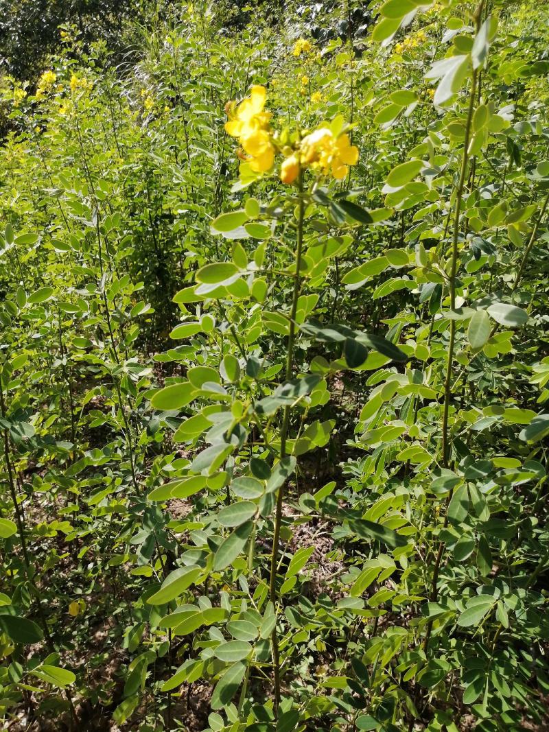 黄花槐黄花槐苗黄花槐树苗黄花槐小苗苗圃直供