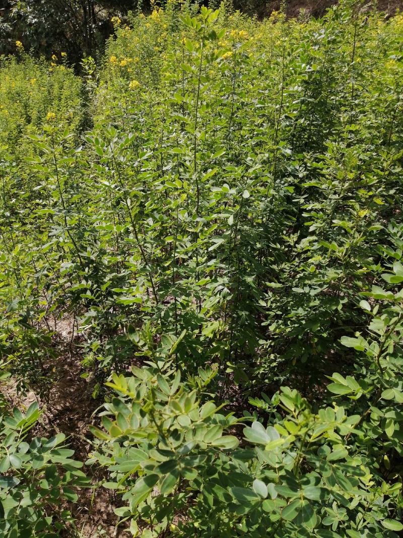 黄花槐黄花槐苗黄花槐树苗黄花槐小苗苗圃直供