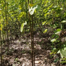 黄花槐黄花槐苗黄花槐树苗黄花槐小苗苗圃直供