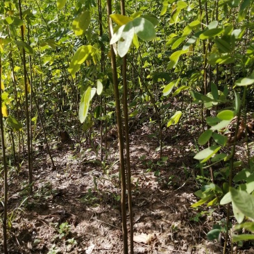 黄花槐黄花槐苗黄花槐树苗黄花槐小苗苗圃直供