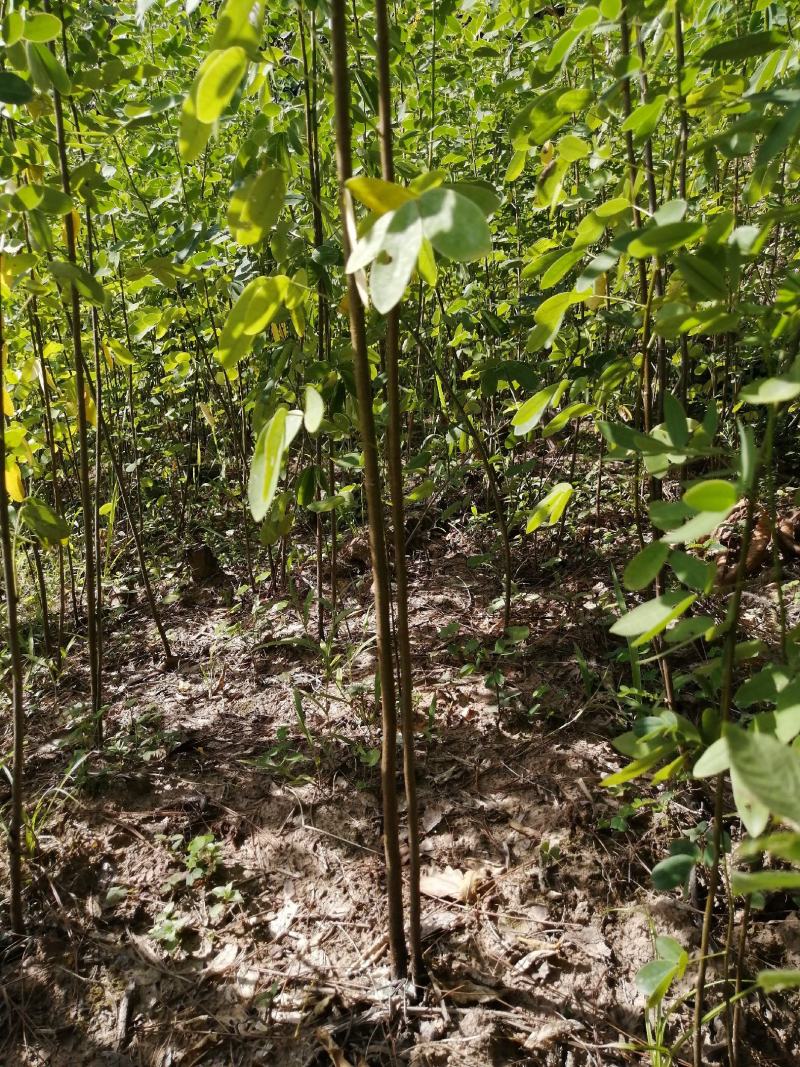 黄花槐黄花槐苗黄花槐树苗黄花槐小苗苗圃直供