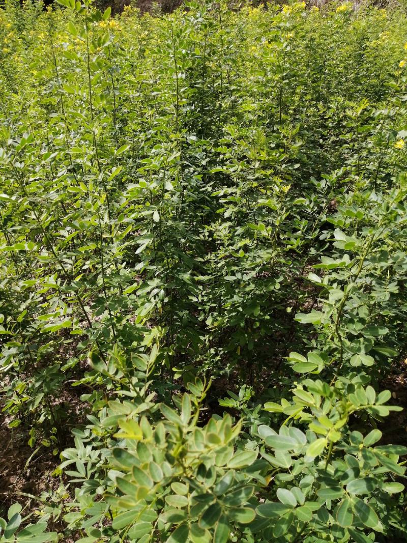 黄花槐黄花槐苗黄花槐树苗黄花槐小苗苗圃直供