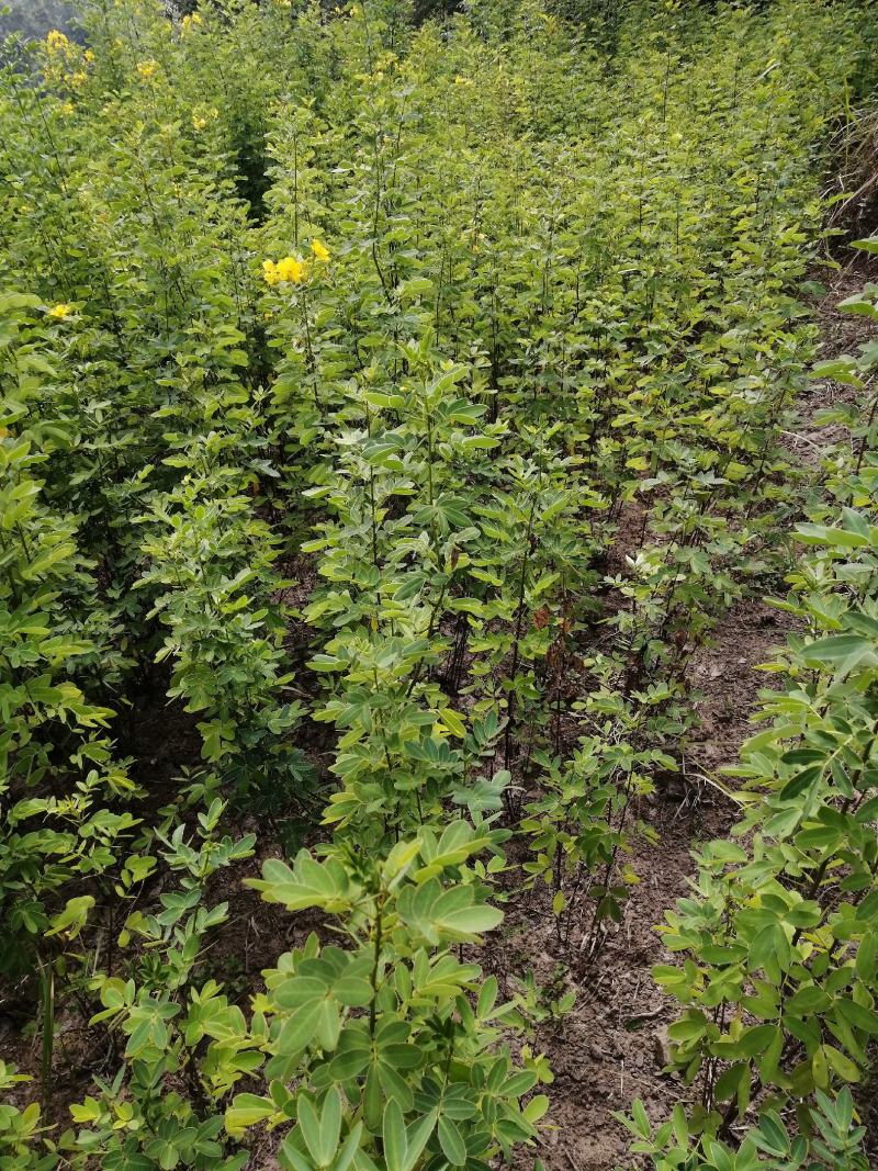 黄花槐黄花槐苗黄花槐树苗黄花槐小苗苗圃直供
