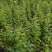 黄花槐黄花槐苗黄花槐树苗黄花槐小苗苗圃直供