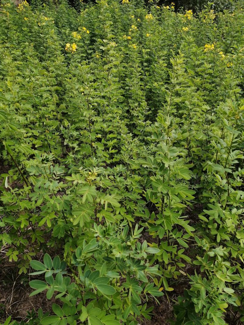黄花槐黄花槐苗黄花槐树苗黄花槐小苗苗圃直供