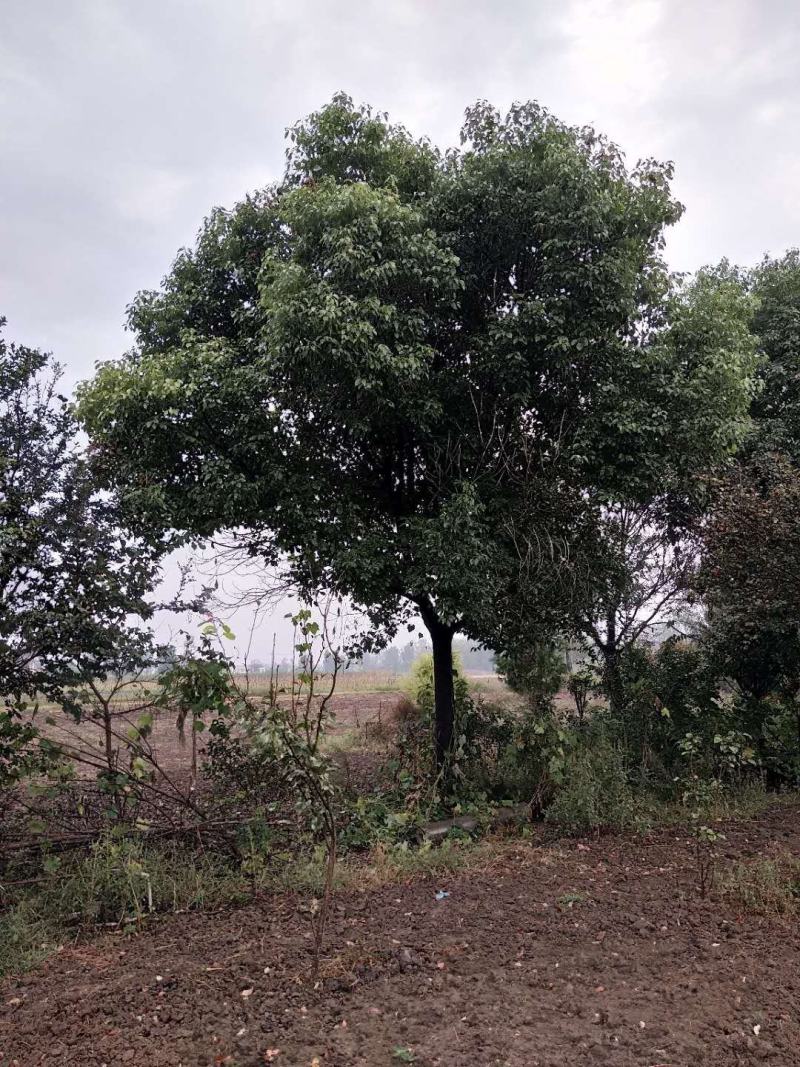 河南香樟，绿化苗木香樟树，苗圃直销，一手货源，保证质量