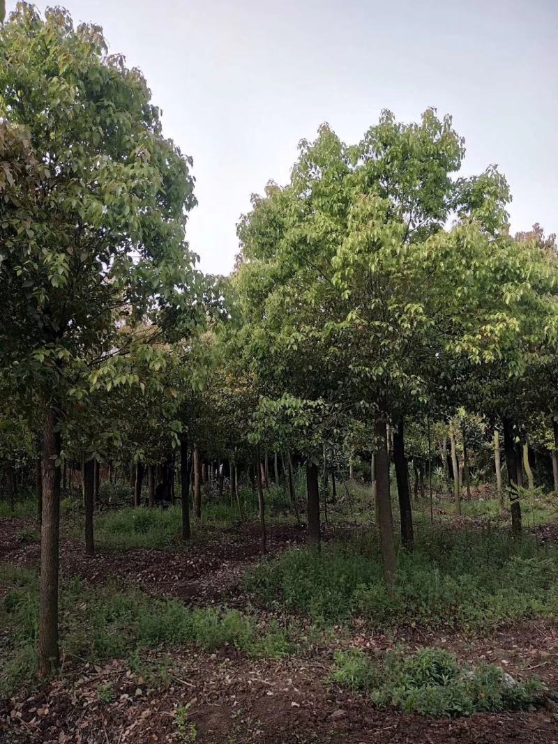 河南香樟，绿化苗木香樟树，苗圃直销，一手货源，保证质量