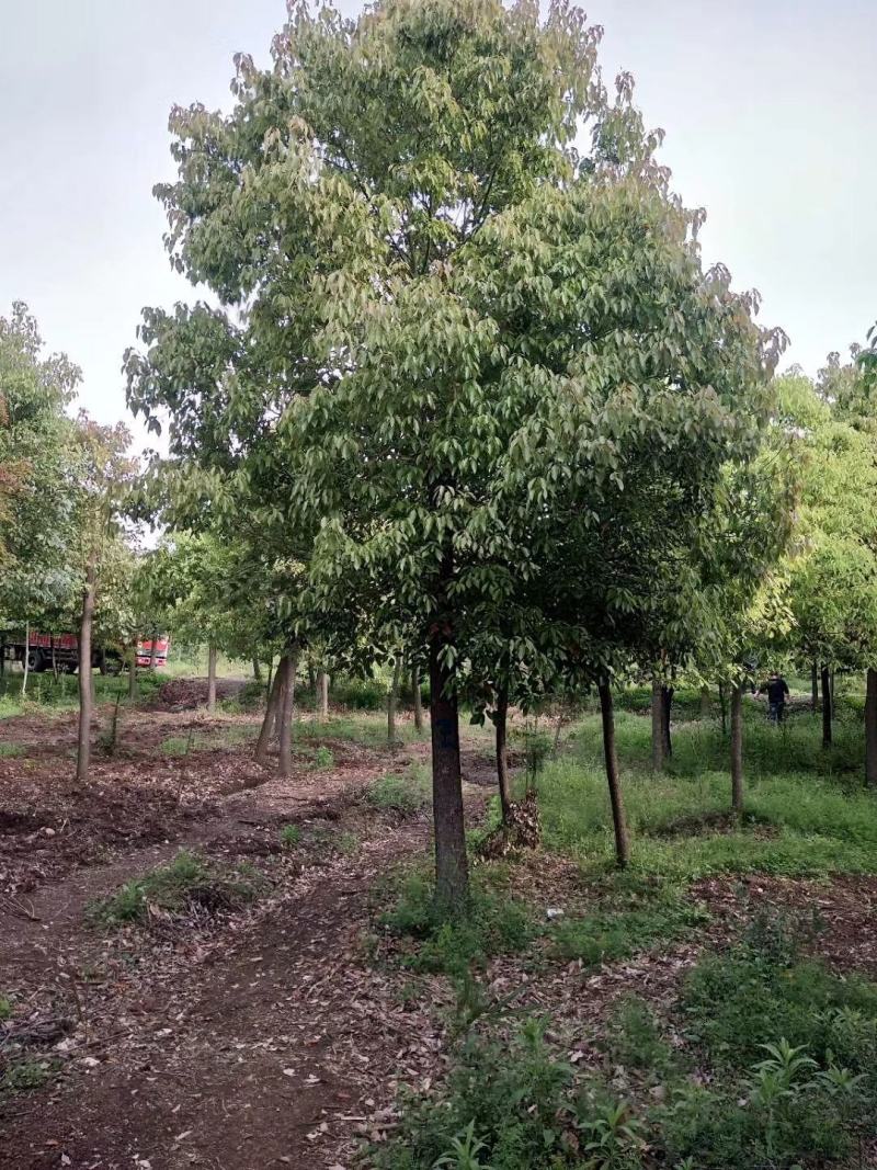 河南香樟，绿化苗木香樟树，苗圃直销，一手货源，保证质量