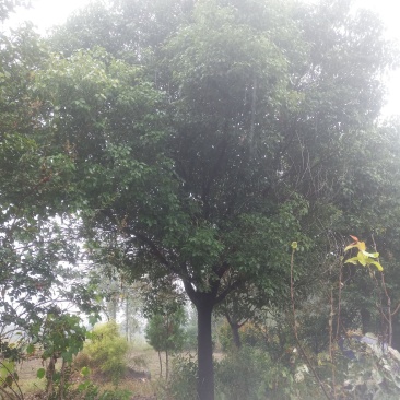 河南香樟，绿化苗木香樟树，苗圃直销，一手货源，保证质量