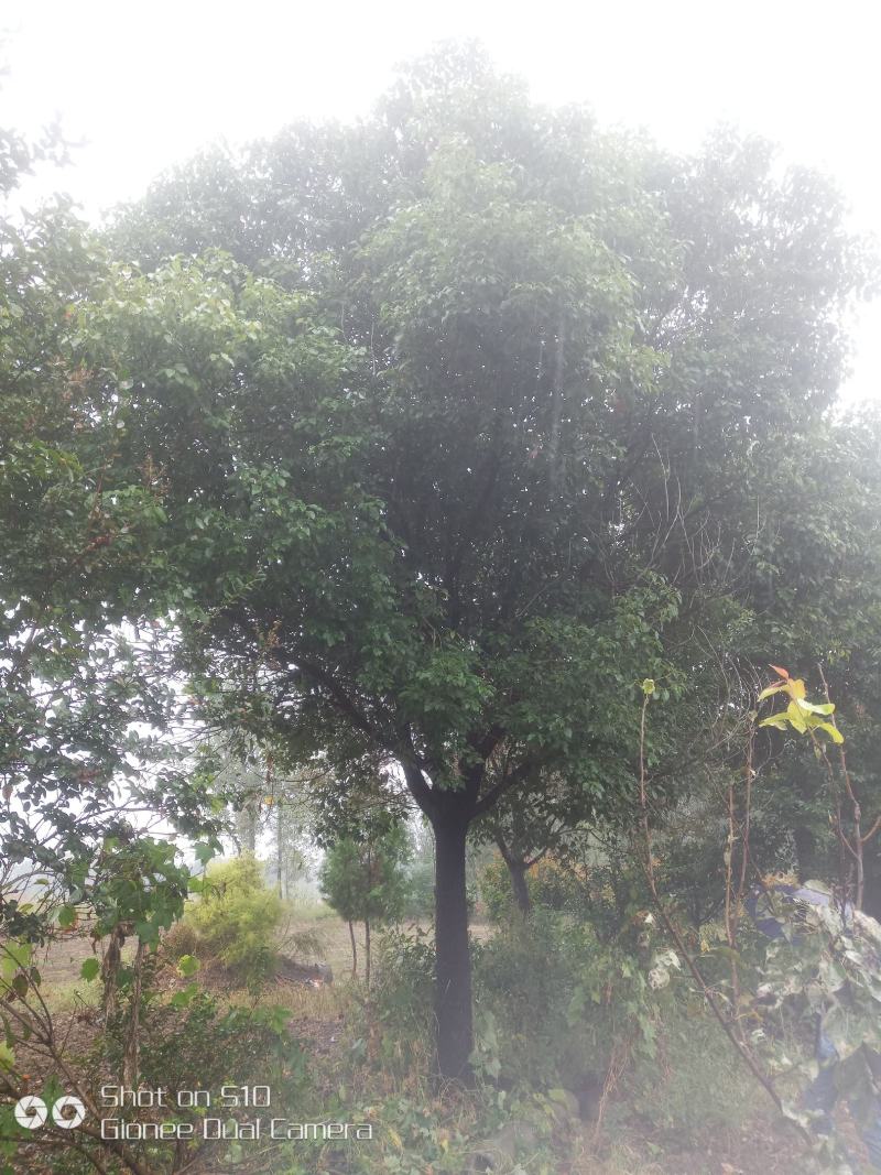 河南香樟，绿化苗木香樟树，苗圃直销，一手货源，保证质量