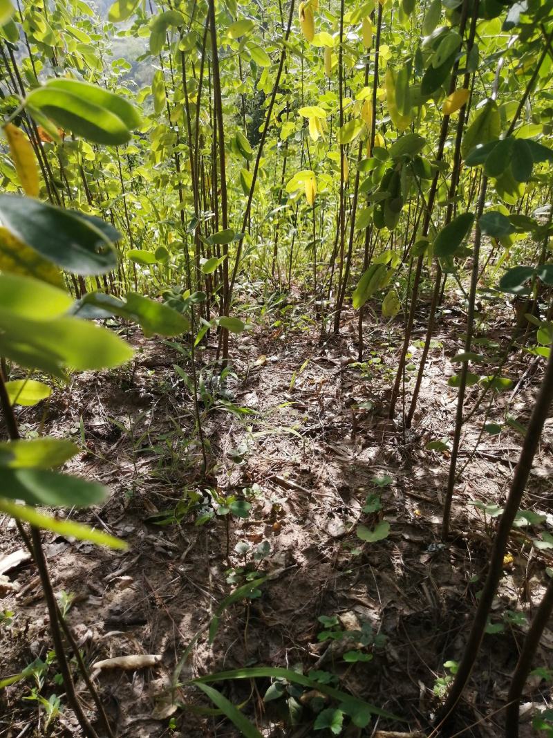 黄花槐黄花槐苗黄花槐树苗黄花槐小苗苗圃直供