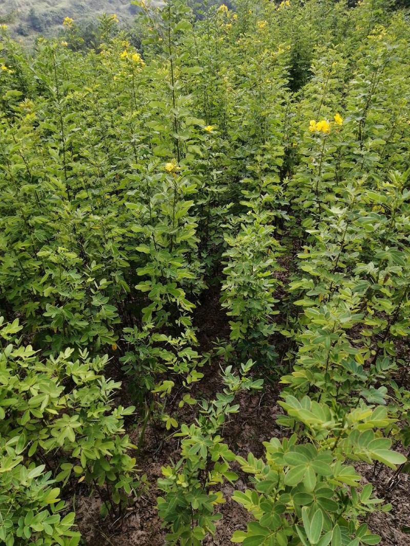 黄花槐黄花槐苗黄花槐树苗黄花槐小苗苗圃直供
