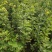 黄花槐黄花槐苗黄花槐树苗黄花槐小苗苗圃直供
