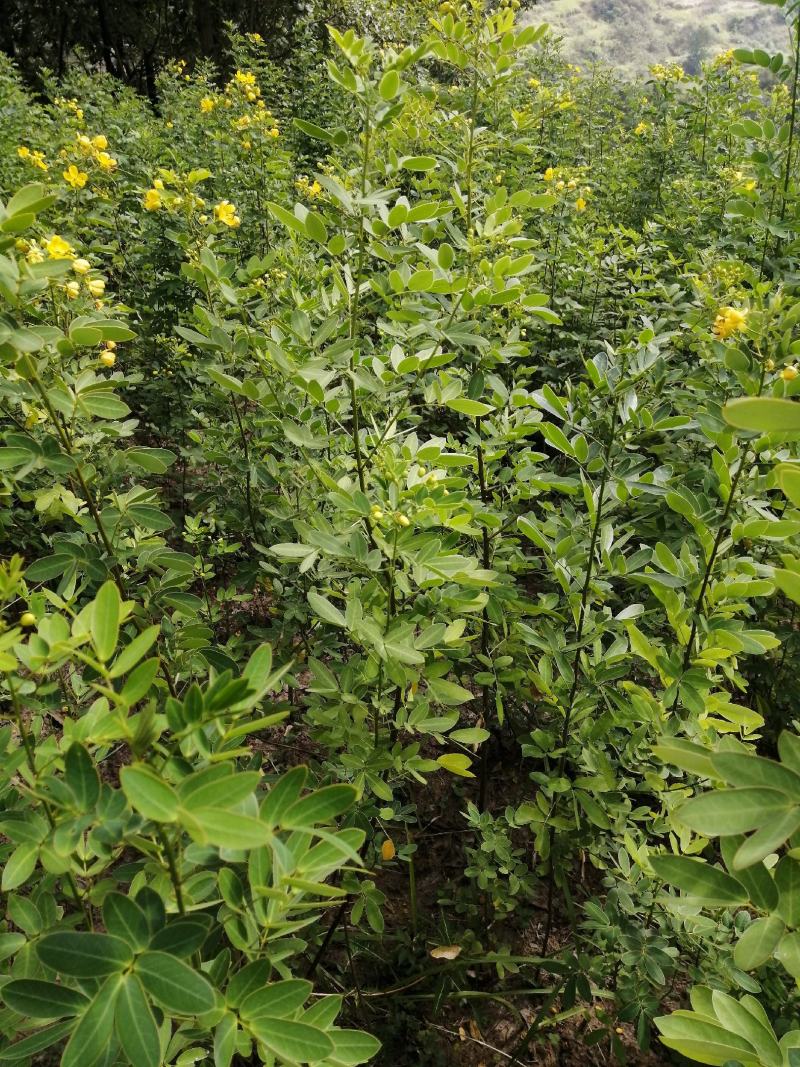 黄花槐黄花槐苗黄花槐树苗黄花槐小苗苗圃直供