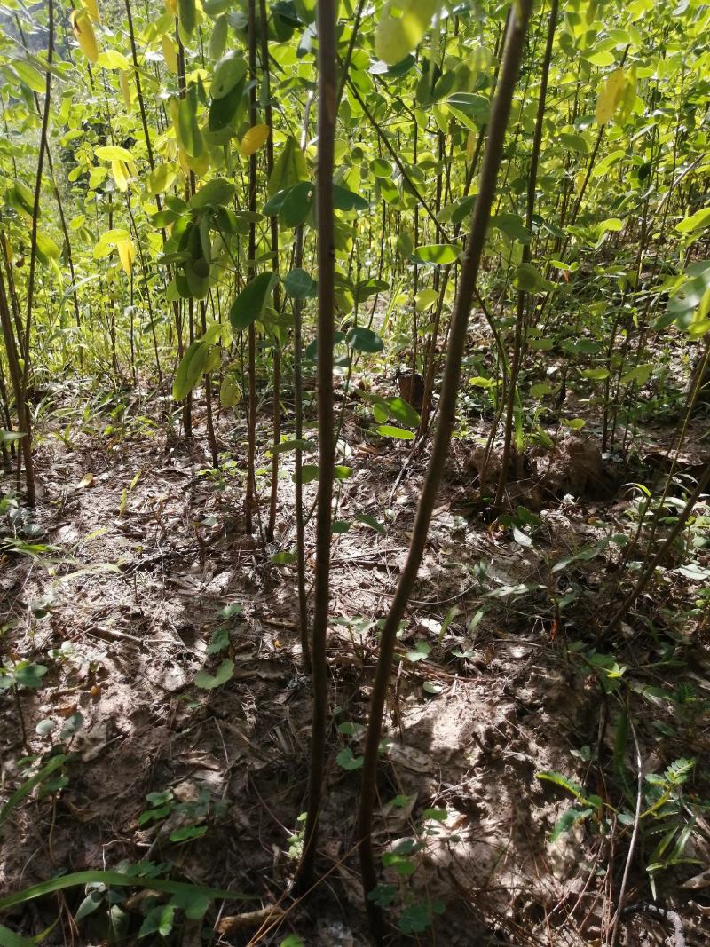 黄花槐黄花槐苗黄花槐树苗黄花槐小苗苗圃直供