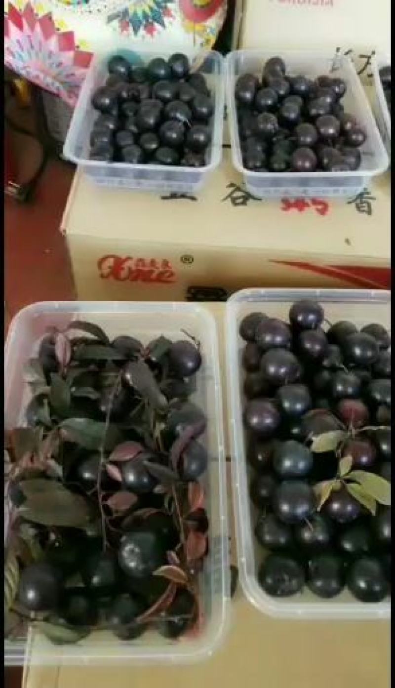 常年供应紫冠钙果树苗，10元一颗，一级果100元一斤