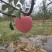 富士苹果75-80#纸袋