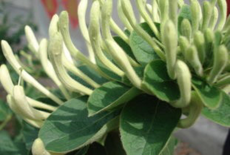 金银花苗，基地直发包存活，南北方种植包技术指导