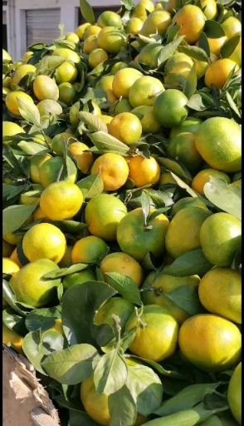 城固蜜桔，颜色靓，口感甜，皮薄多汁，自然上色，品质更好