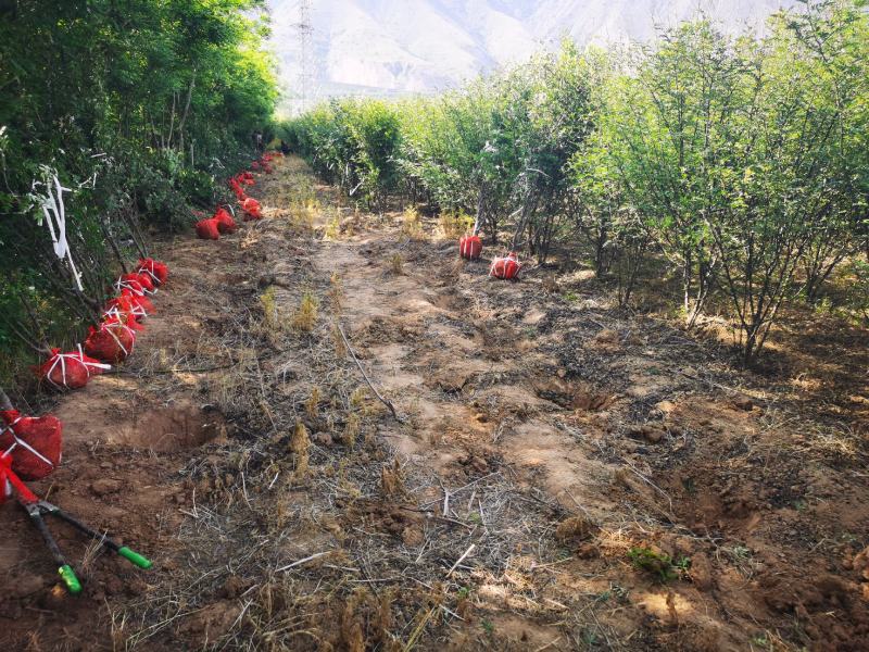 花椒树2-5公分价格优惠裸根土球均可欢迎咨询采购