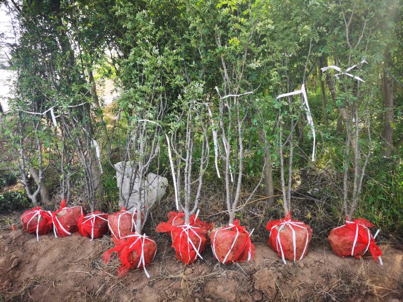 花椒树2-5公分价格优惠裸根土球均可欢迎咨询采购