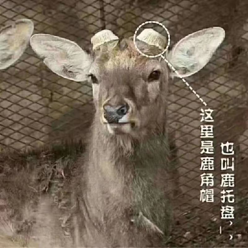 吉林鹿乡双阳梅花鹿角帽整个(代客打粉)