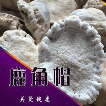 吉林鹿乡双阳梅花鹿角帽整个(代客打粉)