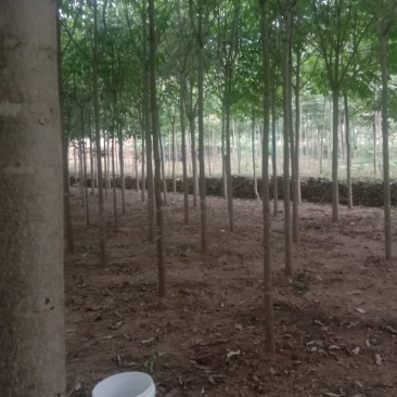 各种规格七叶树，规格齐全，任您选购