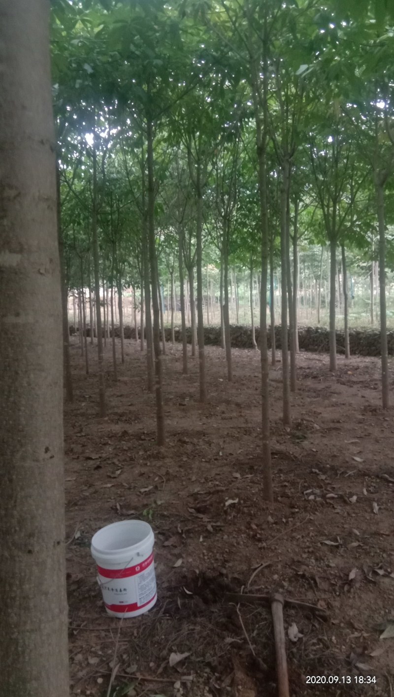 各种规格七叶树，规格齐全，任您选购