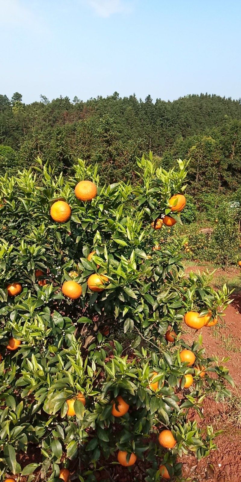 广西桂林全州马水桔，味甜，个大，色度红亮消渣，无病虫
