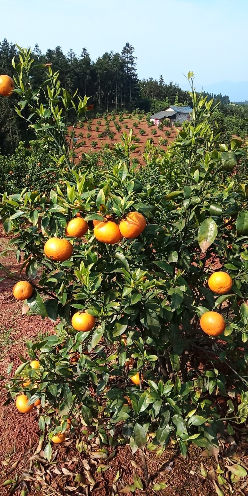广西桂林全州马水桔，味甜，个大，色度红亮消渣，无病虫