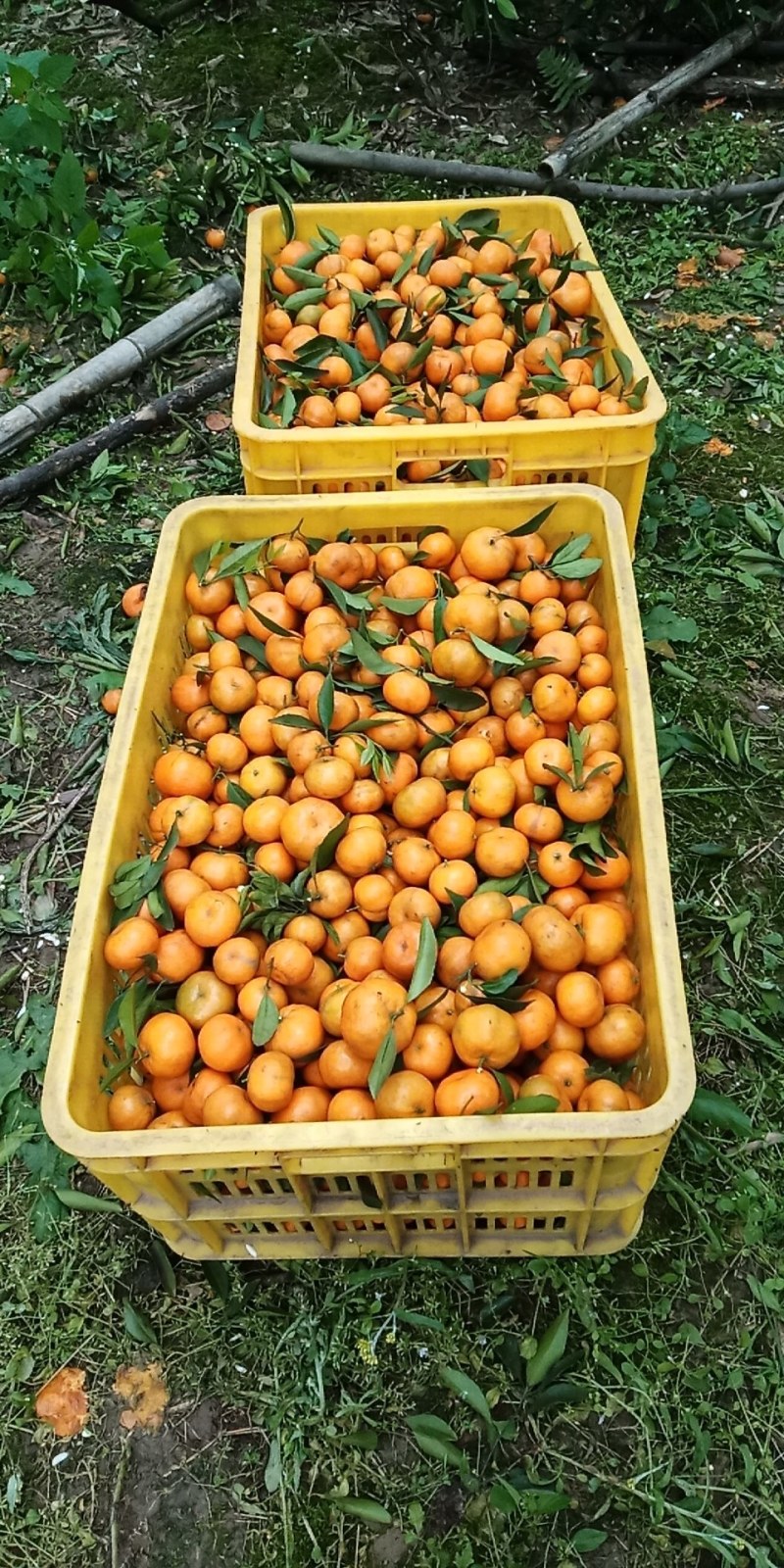 广西桂林全州马水桔，味甜，个大，色度红亮消渣，无病虫