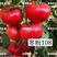 西红柿苗耐低温越冬西红柿苗冬粉108早熟西红柿苗